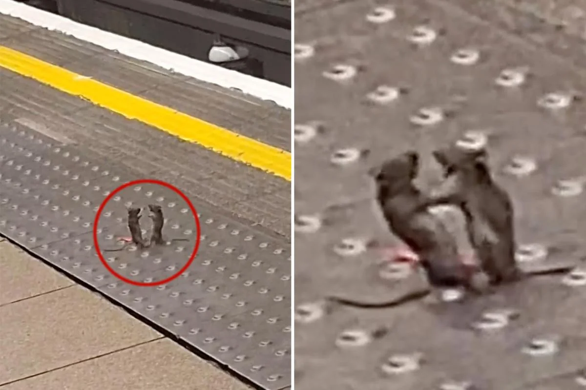 Tube-side bout: boxing mice steal the show on London Underground