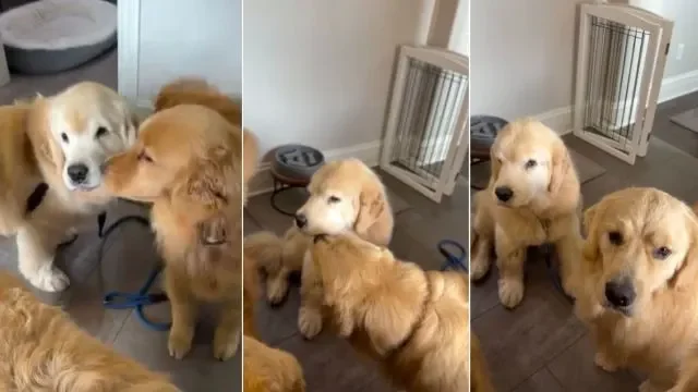 Homecoming Snuggles: Golden Retriever Oakley Reunites with Siblings After Surgery