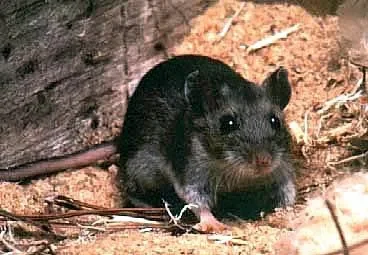 Colorado hantavirus death ruled unrelated to Hondius outbreak