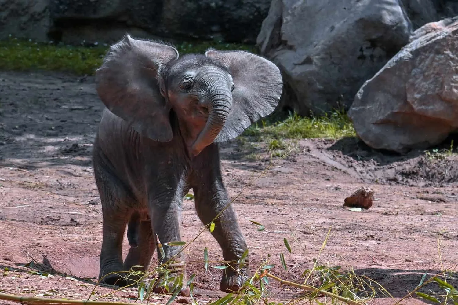 The Elephant-Mouse Myth: Not Fear, But Physics and Caution
