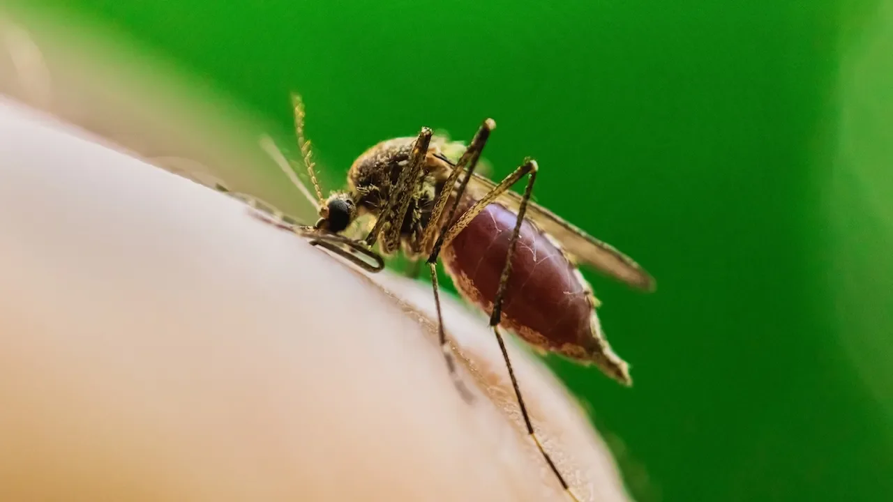 Chicago records West Nile virus death as mosquito season drives cases higher