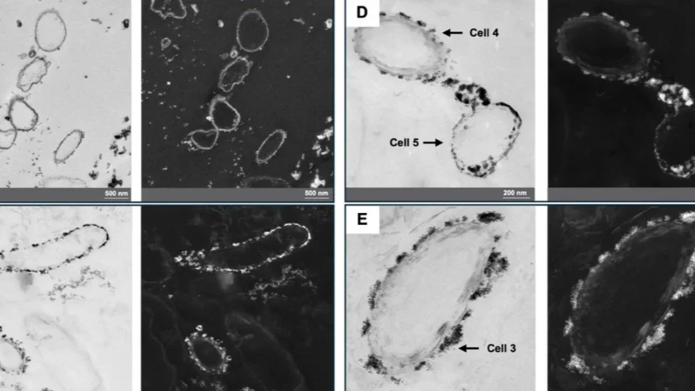 Bacteria in a Ghost Mine Lock Away Uranium as Stable Mineral