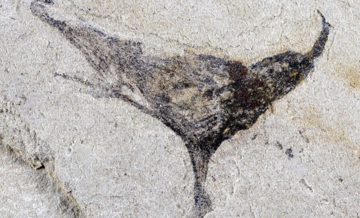 Ancient Chinese Fossils Push Back the Emergence of Complex Life