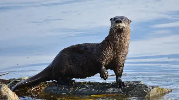 Otter attack during Lake Tahoe swim leaves woman injured