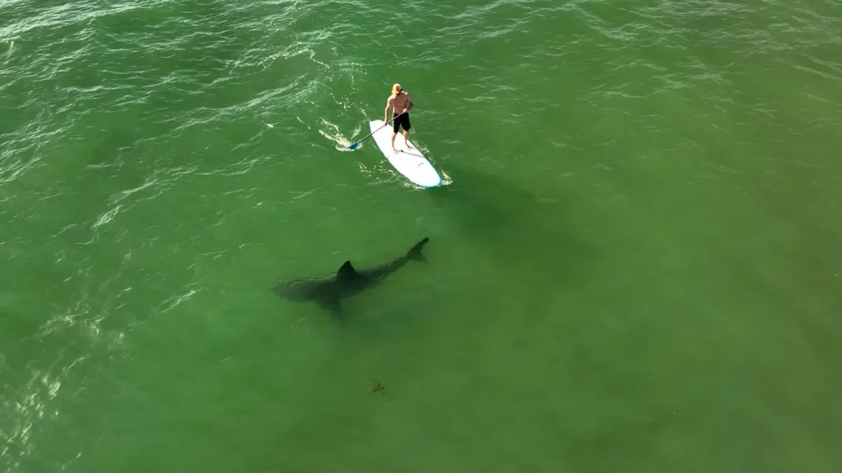 New study reveals high frequency of great white sharks near California coast.