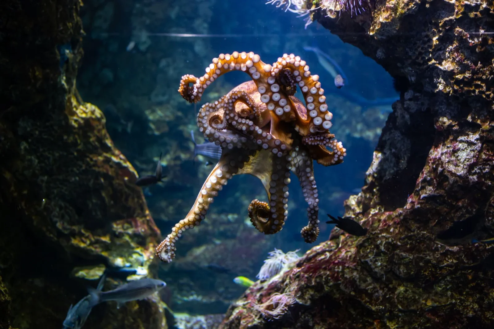 Giant beaked octopuses stalked the Cretaceous seas