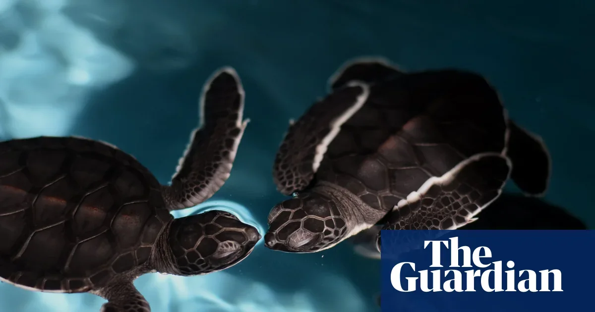 Beijing warns foreign spies use 'spy turtles' and wave gliders to map Chinese seas
