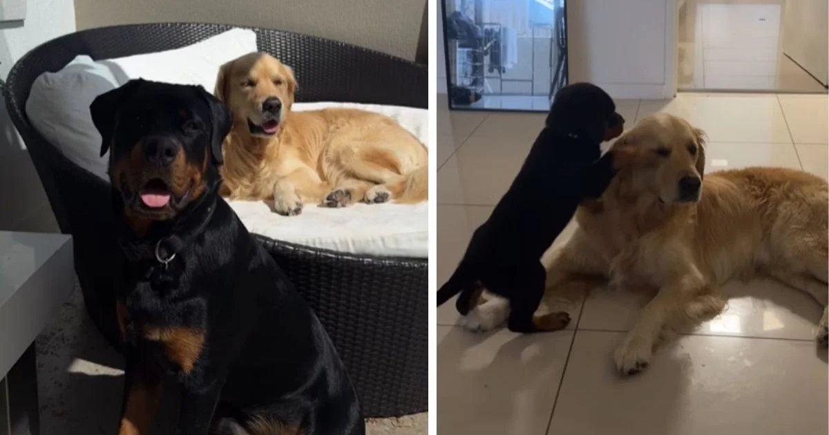 From Couch to Best Friends: Golden Retriever and Giant Puppy Are Inseparable