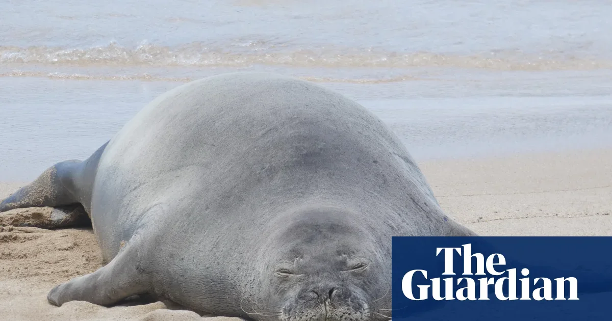 Tourist says rock-throwing at monk seal was to protect sea turtles, lawyer claims