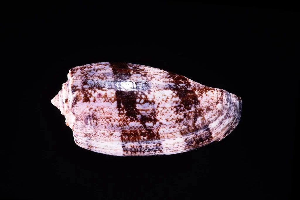 The Venomous Beauty of Cone Snails: Harpoons, Toxins, and the Danger of Collecting Shells