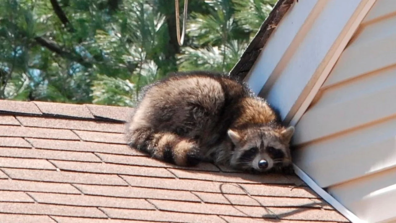 Manorville resident exposed to rabies after raccoon tests positive