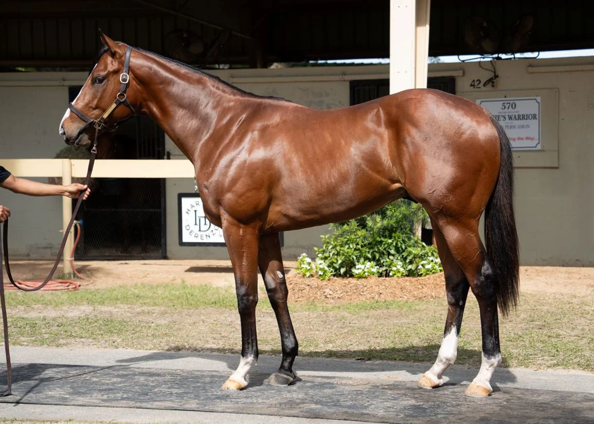 Flightline Colt Breaks OBS April Sale Record at $10.5M