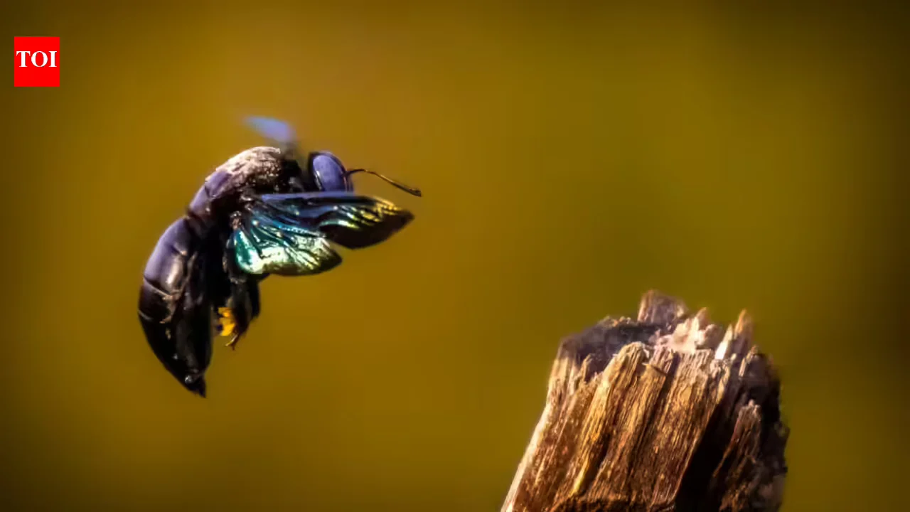 Low-dose pesticide exposure triggers genetic changes in bumblebees linked to reproduction