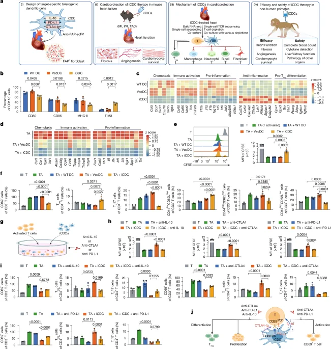 Targeted immunosuppressive dendritic cells blunt cardiac fibrosis after injury
