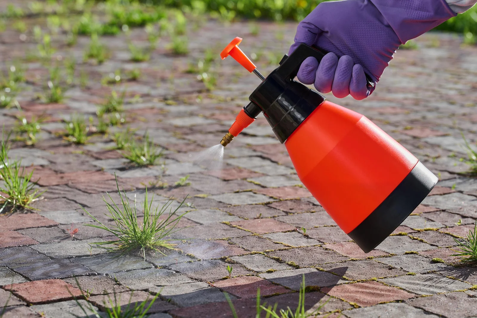 Glyphosate May Drive Antibiotic-Resistant Bacteria Across Hospitals and Farmlands