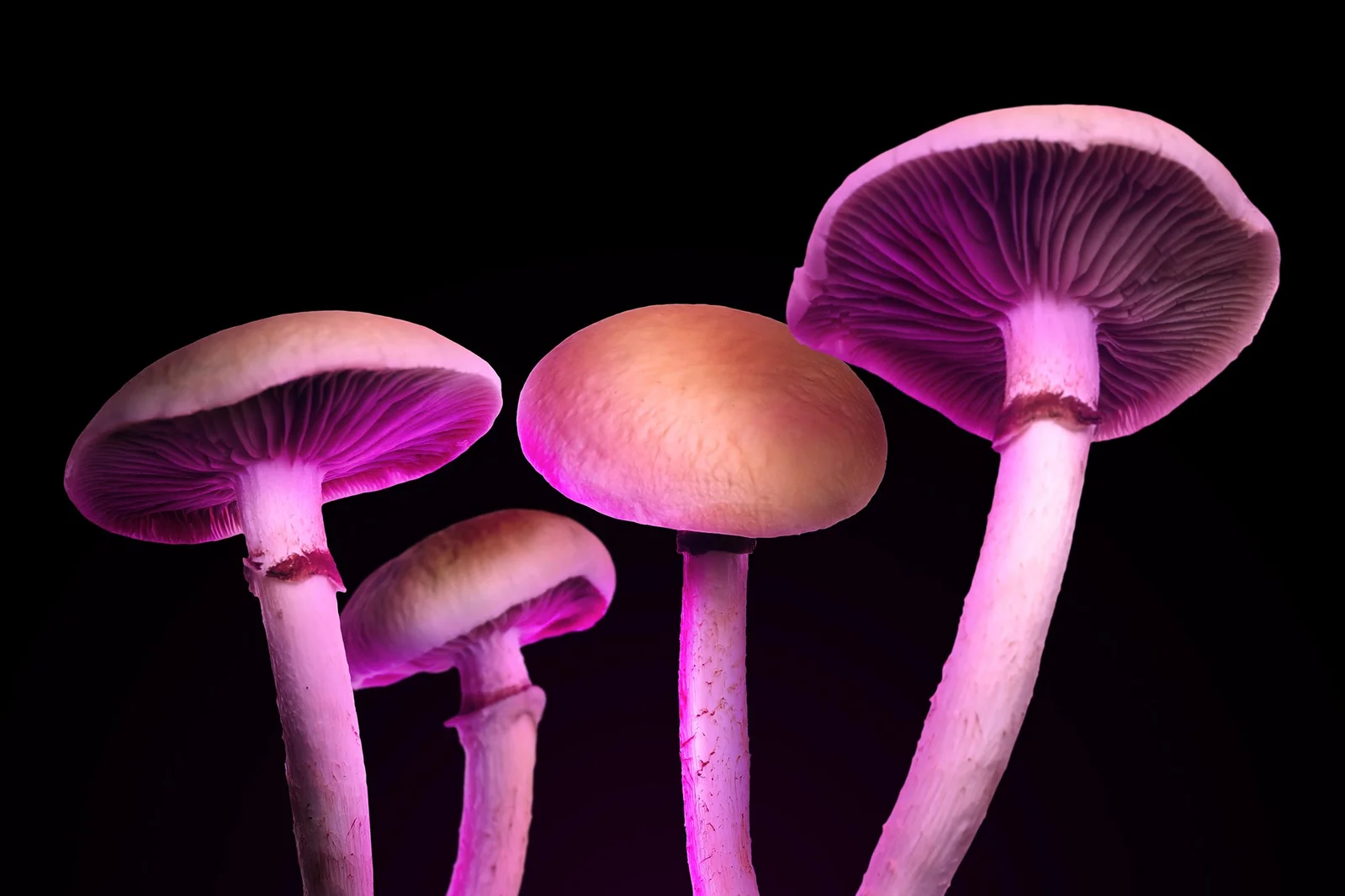 One Psilocybin Dose May Rewire the Brain for Weeks