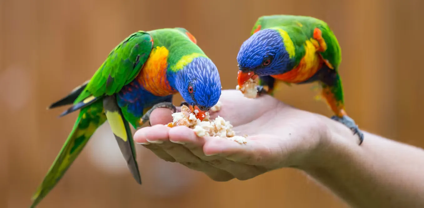 Backyard bird feeding risks turning feeders into bird-flu hotspots