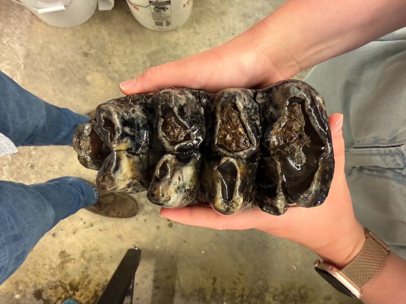 Toaster-sized mastodon molar unearthed in San Mateo Creek, reshaping Ice Age Bay Area lore