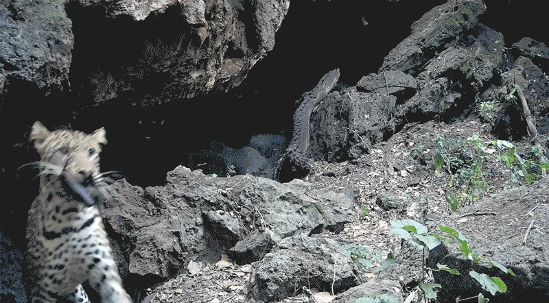 Cameras catch wildlife feasting on bats as tourists flock to Marburg hotspot cave