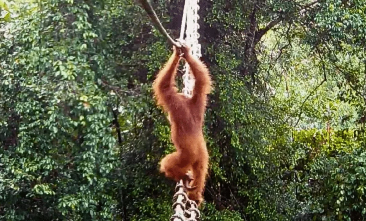 Sumatran Orangutan Uses Human-Built Canopy Bridge in Conservation Milestone