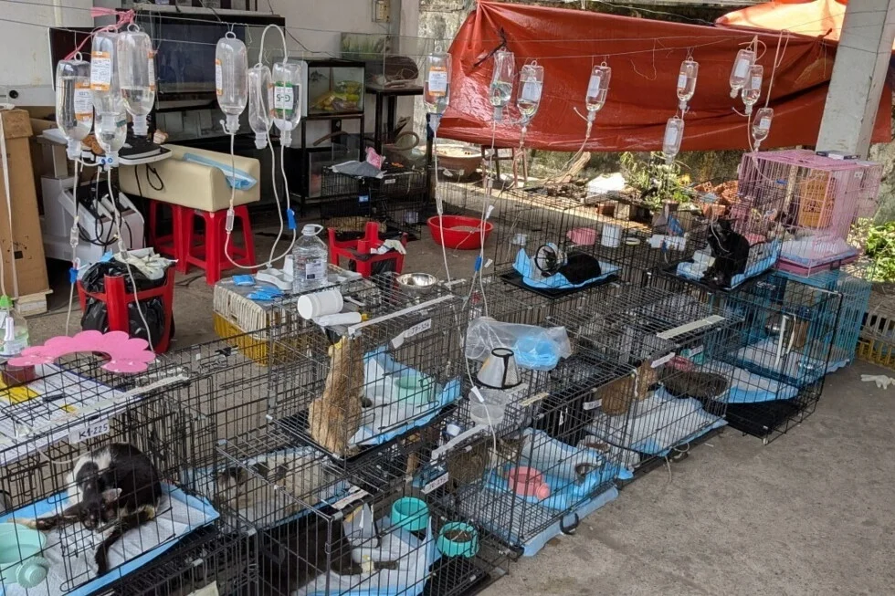 Vietnam police bust cat-meat ring, rescue over 400 cats