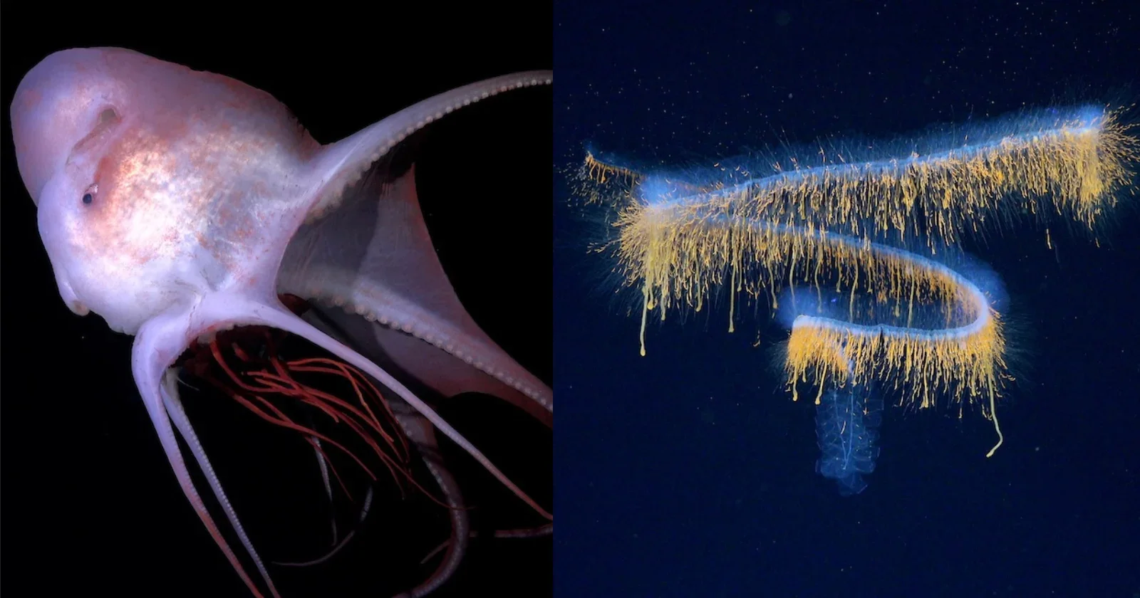 31 New Deep-Sea Species Documented with Cutting-Edge Imaging