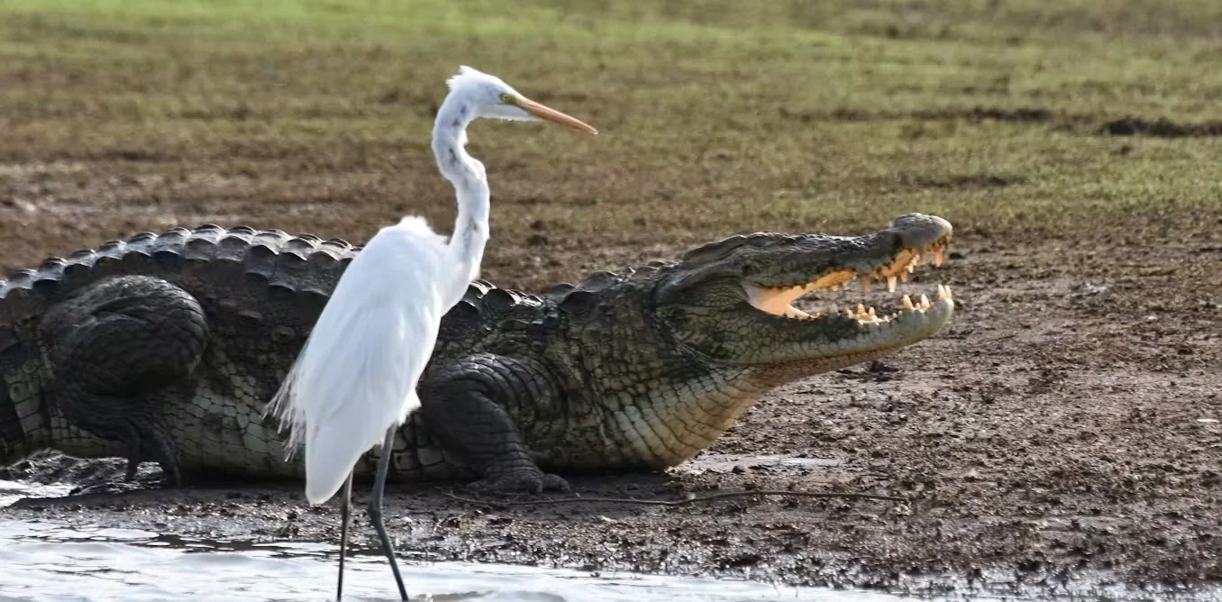 Crocodiles may have been warm-blooded, reshaping the crocodile–bird saga