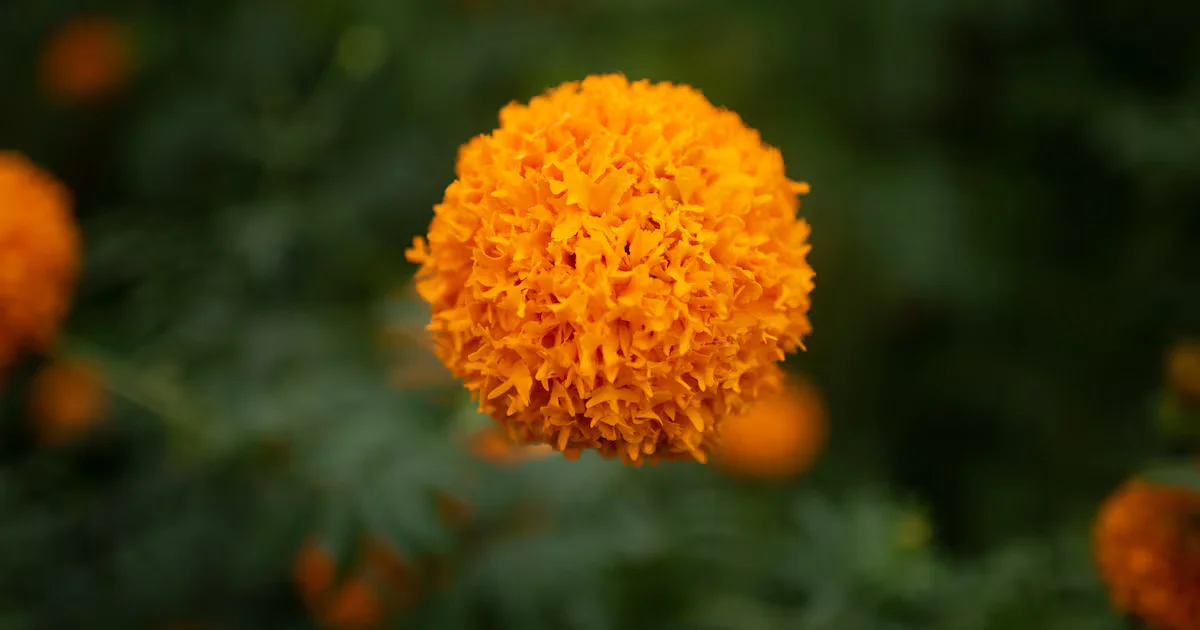 Marigolds: The Unexpected Plant-Based Protein Powerhouse