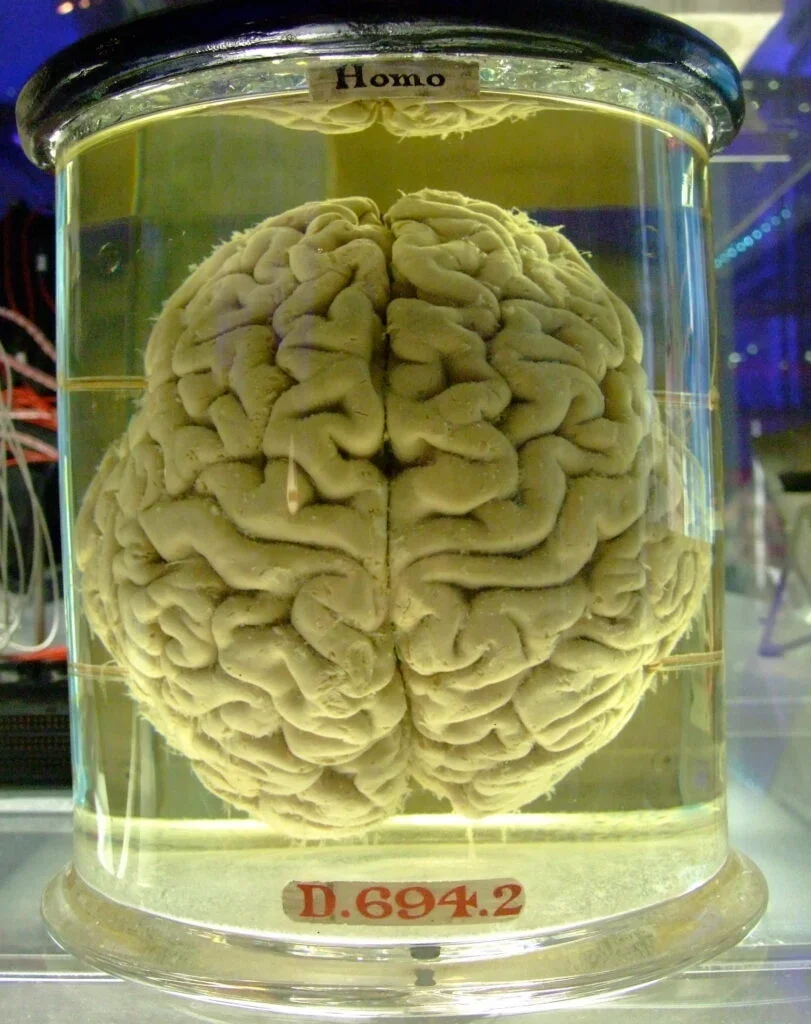Consciousness May Be Reality’s Foundation, Not the Brain’s Output