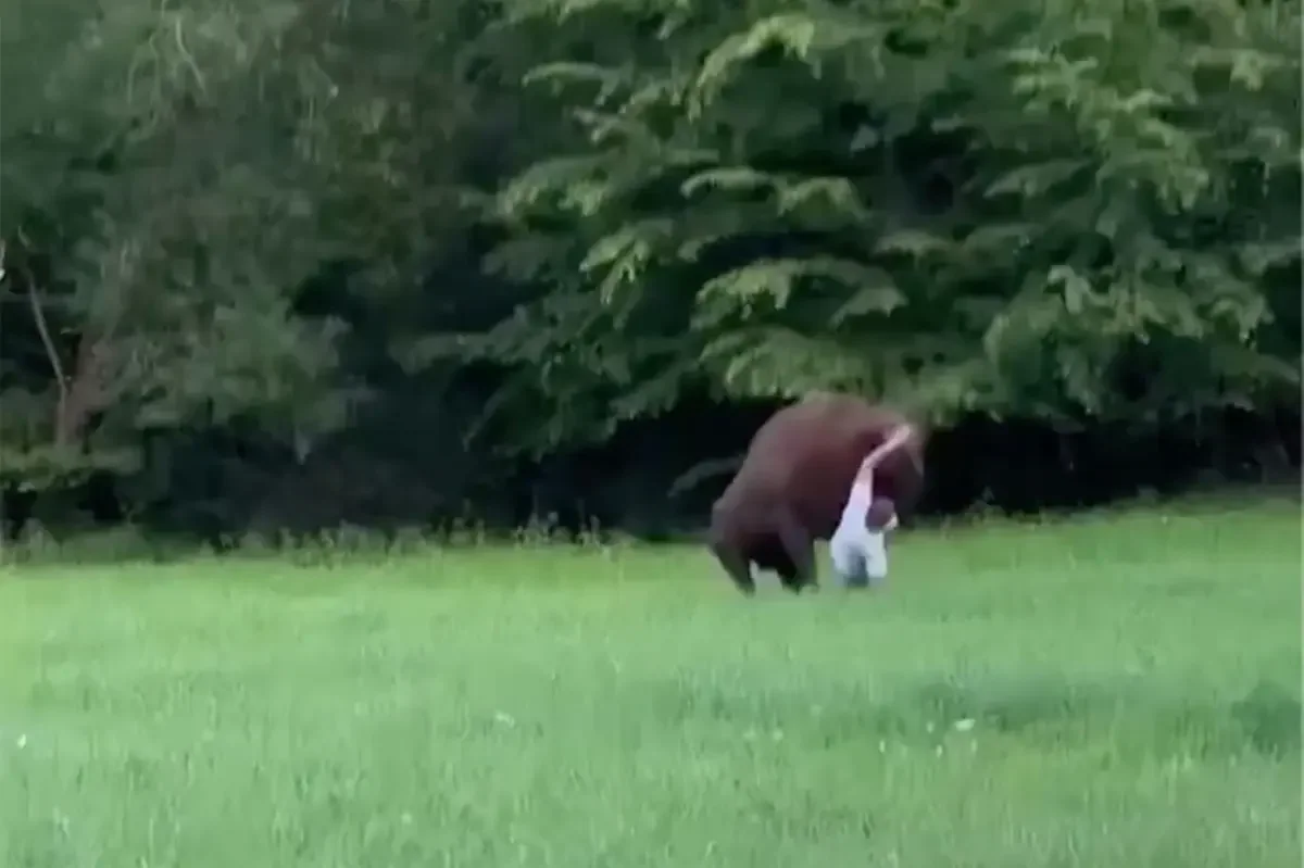 Bison Attack in Poland’s Białowieża Forest Sparks Wildlife Safety Warning