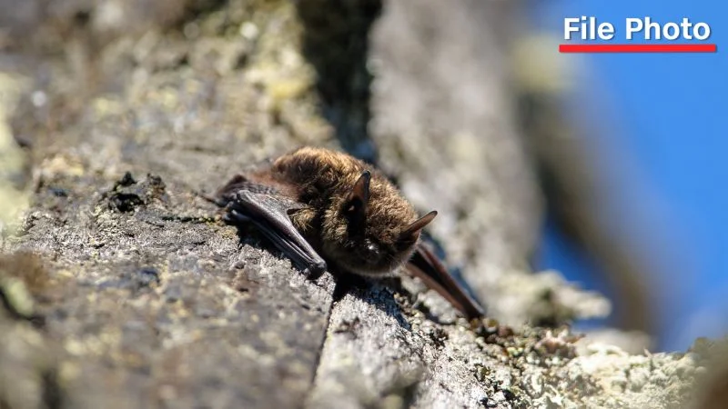Bat encounter ends in tragedy as Canadian boy dies of rabies