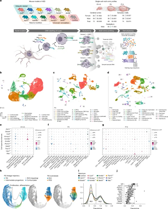 Convergent Cortical Development Delays Across Autism Mouse Models