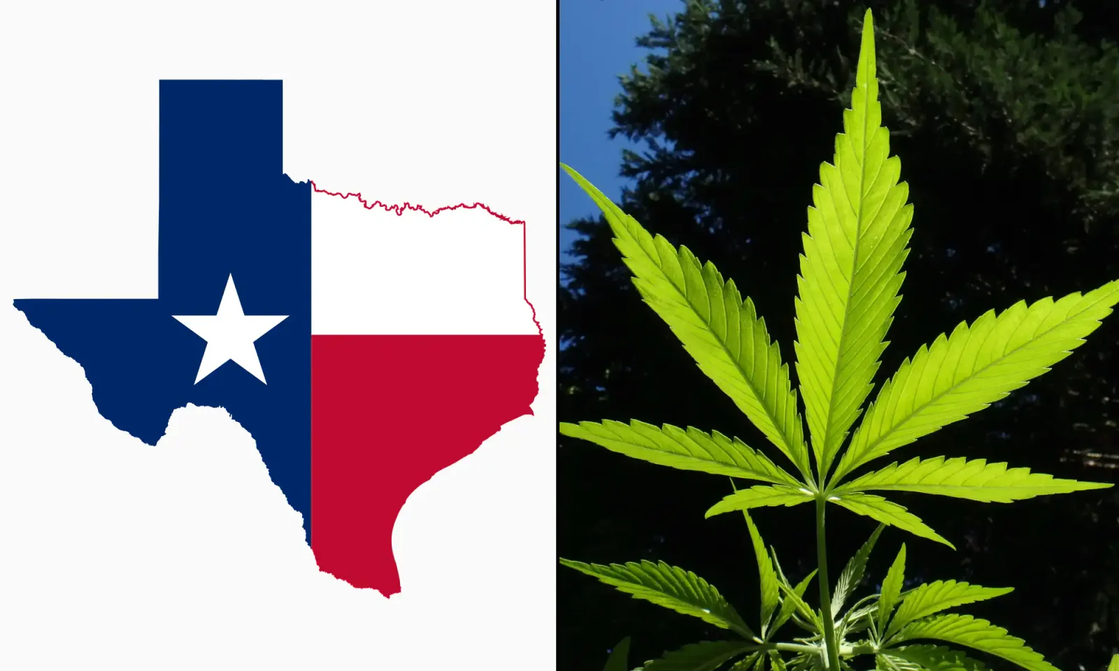 Texas Judge Halts Hemp-Product Ban Amid Legal Challenge