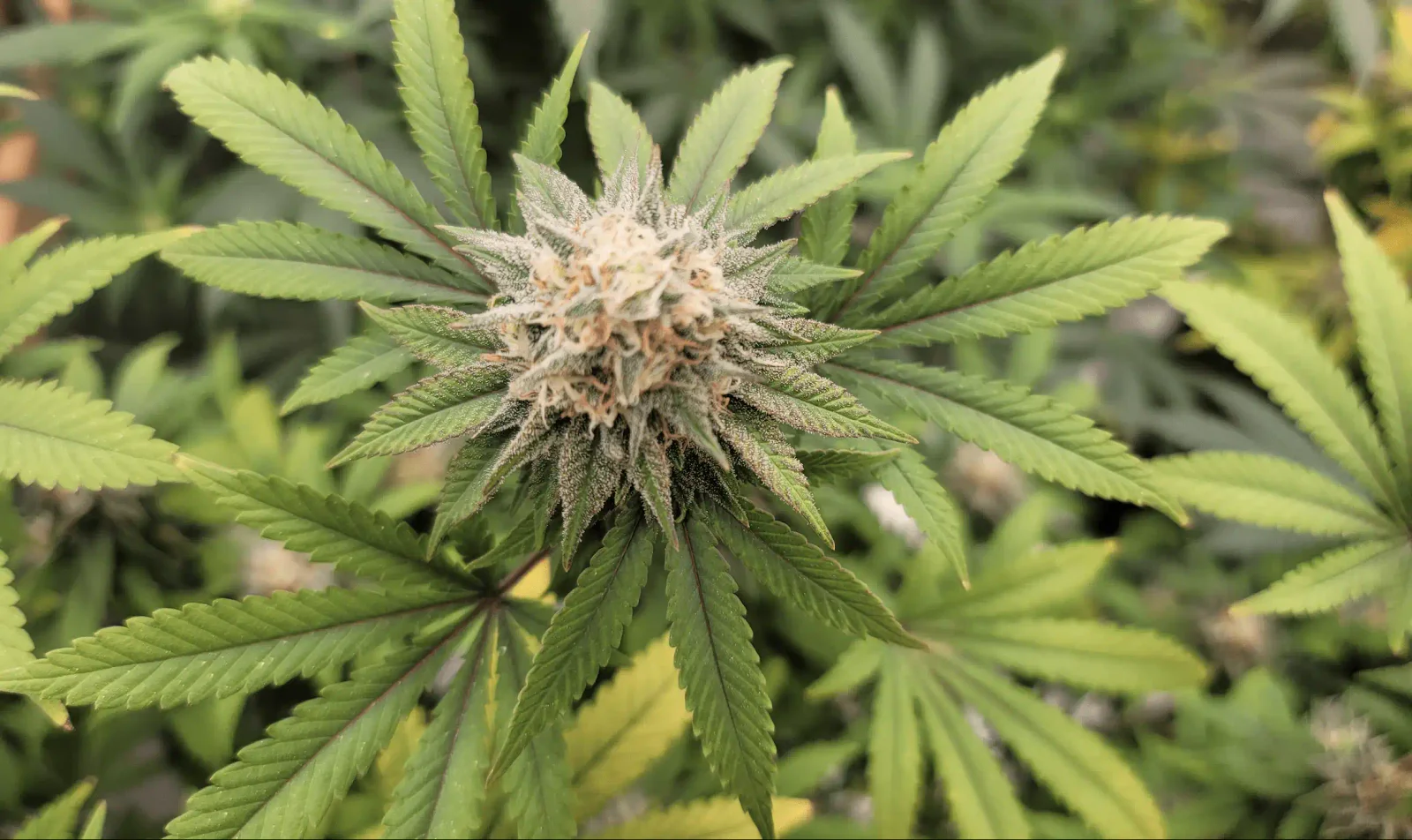 Lawsuit Targets Federal Marijuana Rescheduling, Blocking DOJ Action