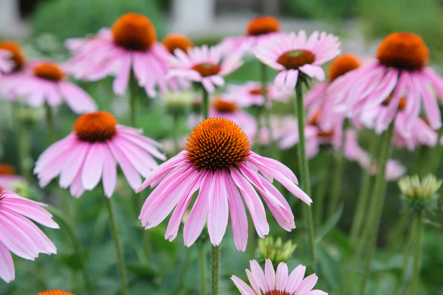 Spring Garden Wins: Rabbit-Resistant Choices and Smart Planting