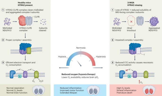 Hypoxia reverses a proteostasis-linked mitochondrial disease via HTRA2-CLPB axis