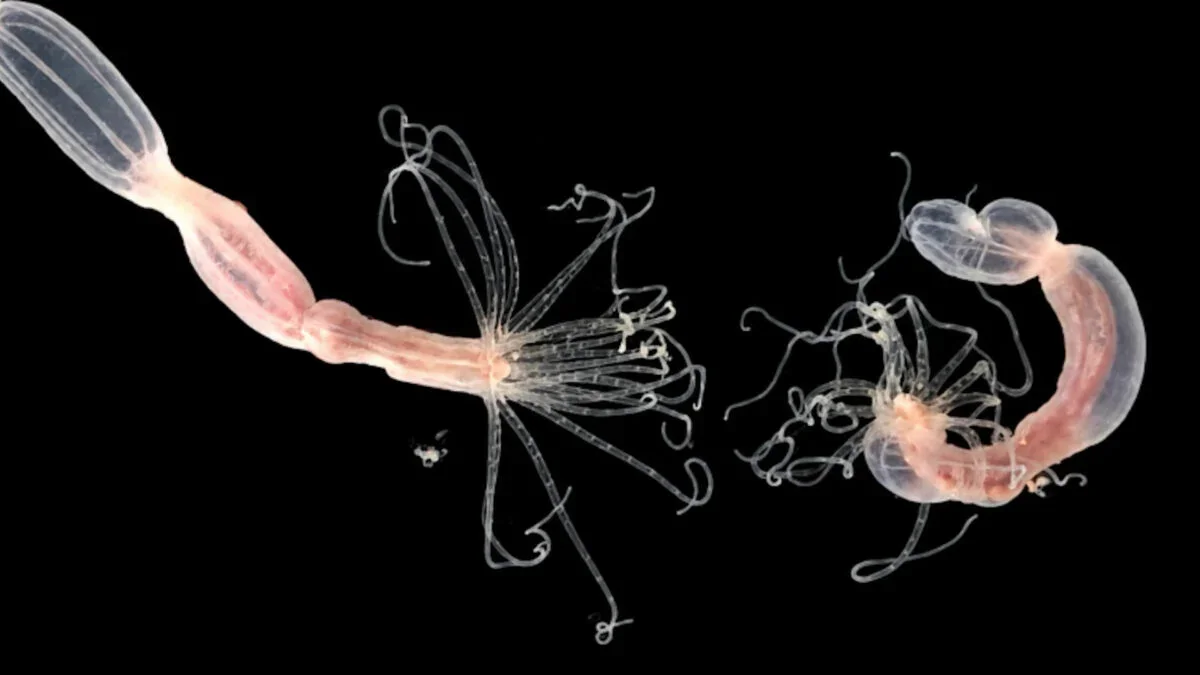 Sea Anemone CARDIB Protein Rewrites Viral Defense Strategy