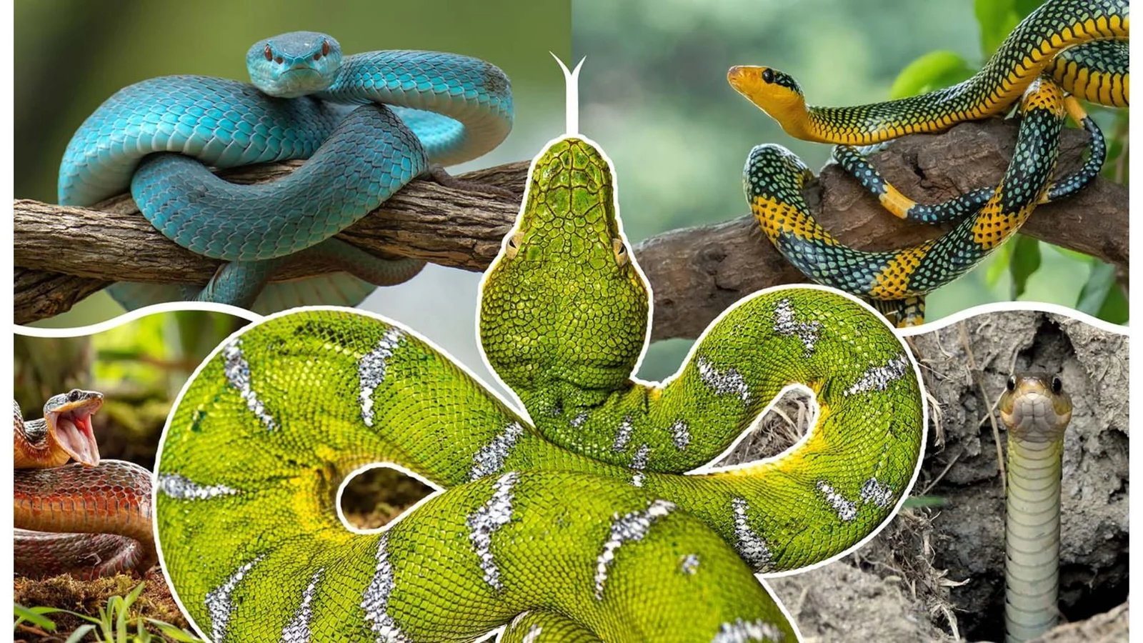 Legless for 100+ million years: snaking through evolution across land and sea