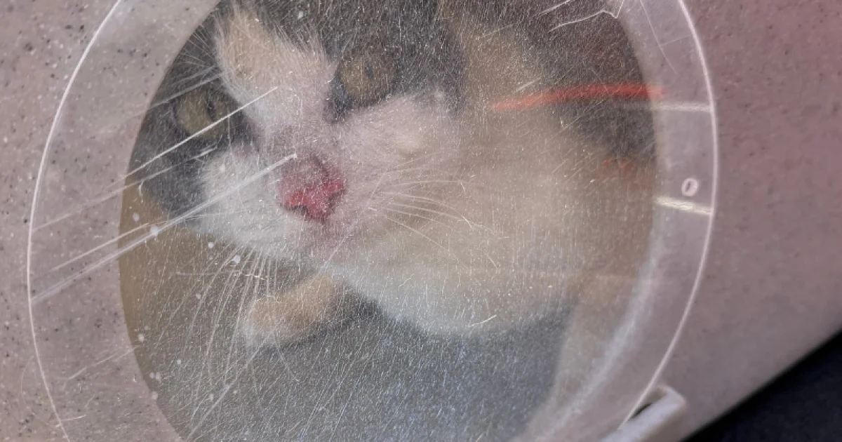 Tacoma Police Rescue 60 Cats From Sailboat After Welfare Check