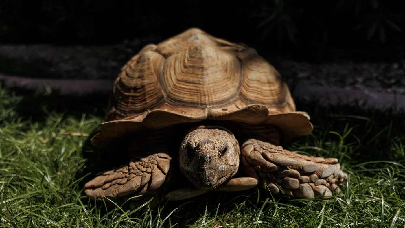 Rex the giant sulcata tortoise wanders Phoenix neighborhood, finds a new home