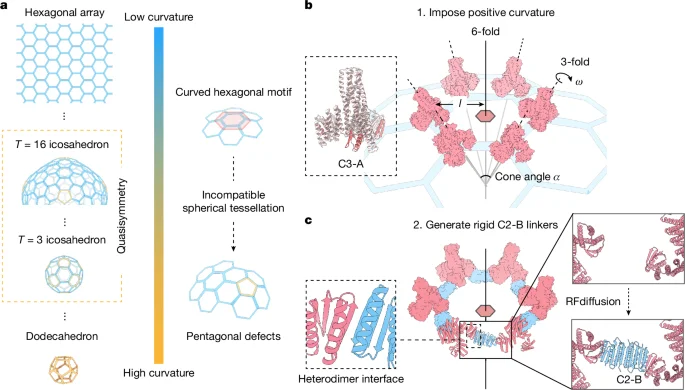 Programmable quasisymmetric protein cages from two complementary building blocks