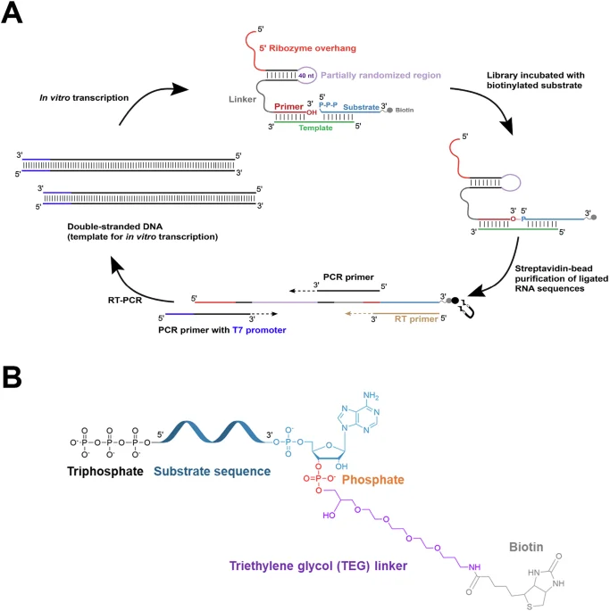 3′-Phosphate–Dependent Ribozyme Ligases Hint at RNA-Repair Pathways in Early Life