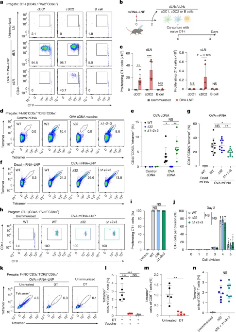 mRNA vaccines prime CD8+ T cells through two dendritic routes and cross-dressed MHC-I