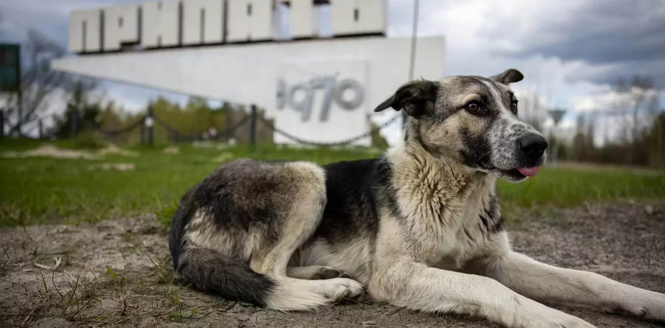 In Chernobyl, absence of humans reshapes wildlife more than radiation