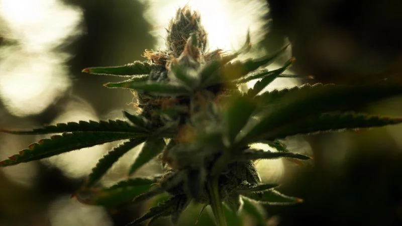 "Senate to Vote on Landmark Marijuana Bill"