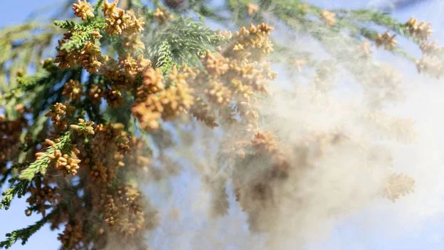 Postwar monocultures fuel Japan's pollen crisis
