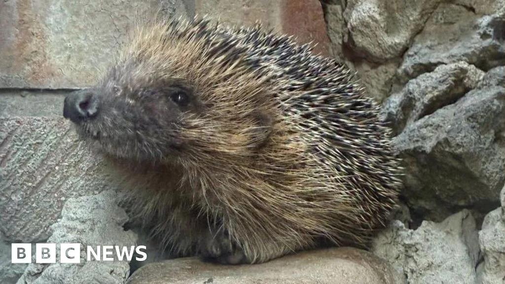 Jersey hedgehog freed from wall in celebrated rescue; duck treated after beak injury near Ringwood