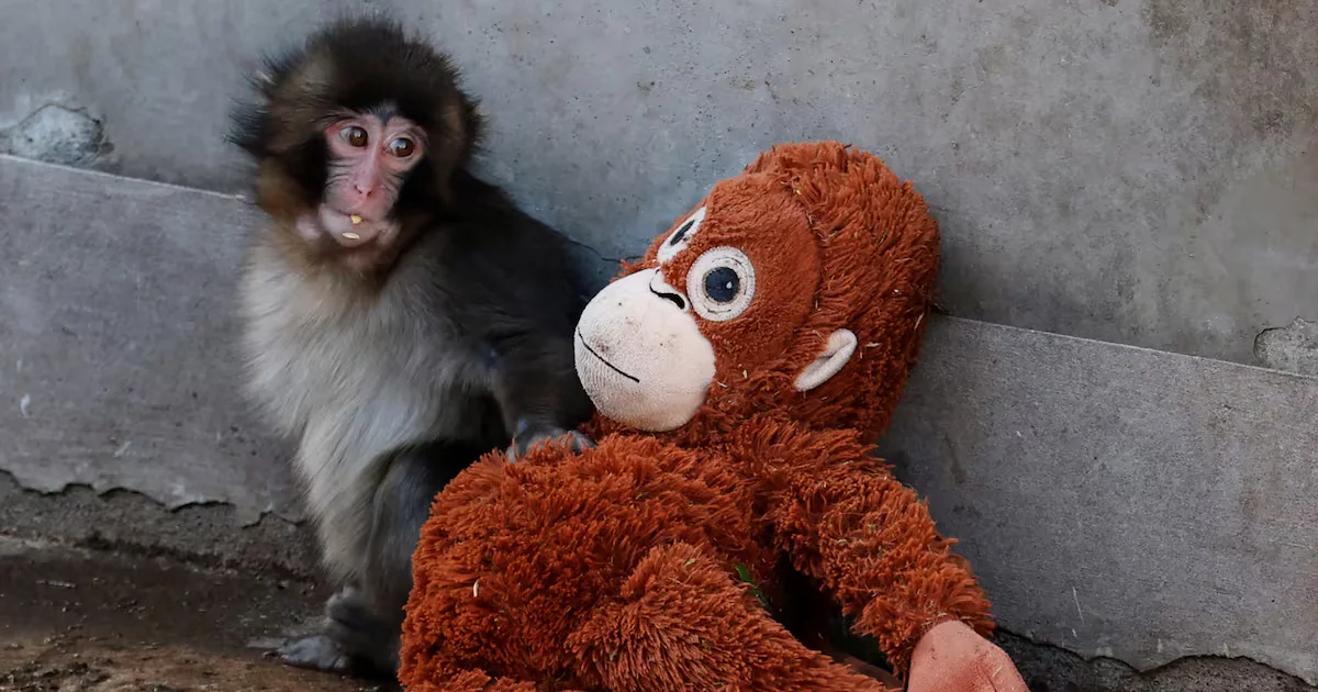 Crypto-Themed Break-In at Japanese Zoo Lands Americans in Custody