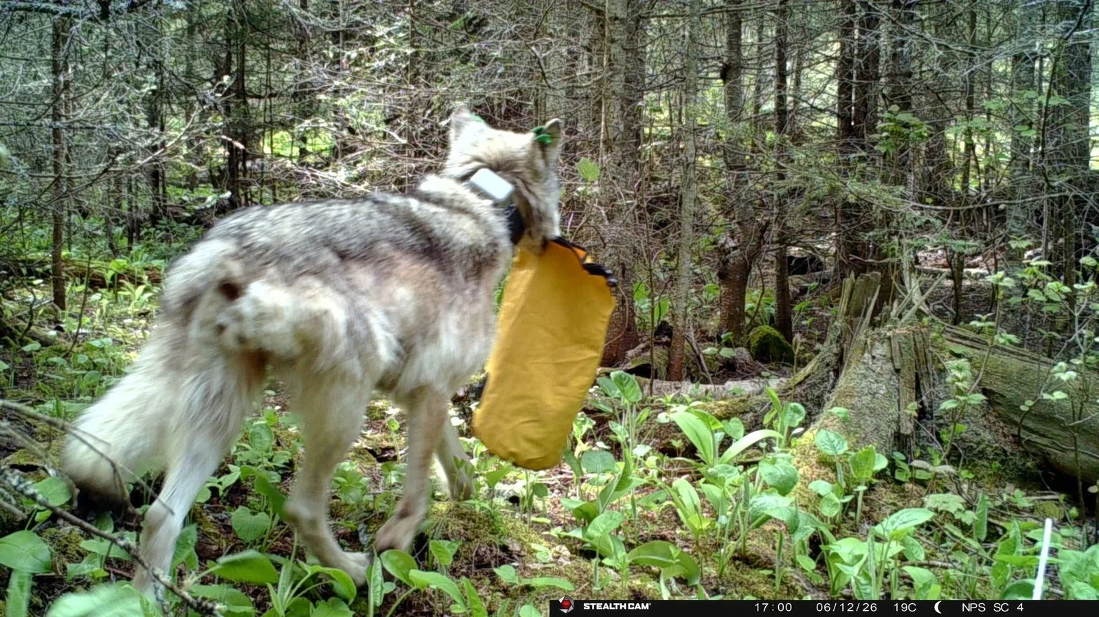 Bold Wolf Prompts Campground Closures at Isle Royale National Park