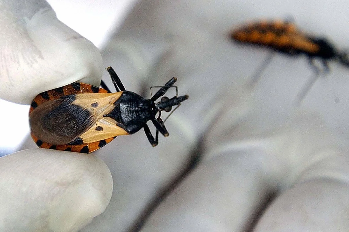 Texas Dog's Death Spurs Awareness of Kissing Bug–Linked Chagas Disease